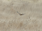 Northern Harrier Cruising