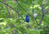 Indigo Bunting 
