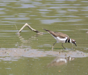 Kildeer feeding