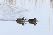 Blue-Winged Teal