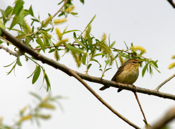 Palm Warbler
