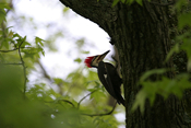 Pileated Woodpecker
