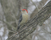 Red-bellied Woodpecker winter