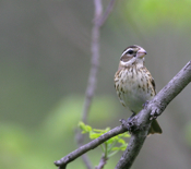 Red-breasted grosbeak female