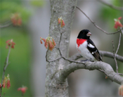Red-breasted Grosbeak male