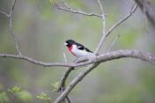 Red-breasted Grosbeak again