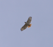 Red Tailed Hawk