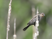 Female Red-winged