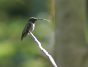 Ruby-throated female