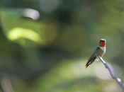 Ruby-throated male
