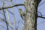Yellow-bellied Sapsucker