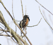Towhee Male