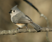 Tufted Titmouse