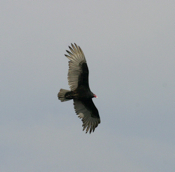 Turkey Vulture