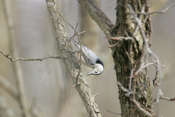 Nuthatch Upside Down
