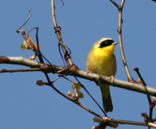 Yellow-throat Warbler
