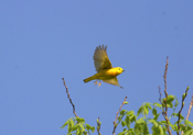 Yellow Warbler flight