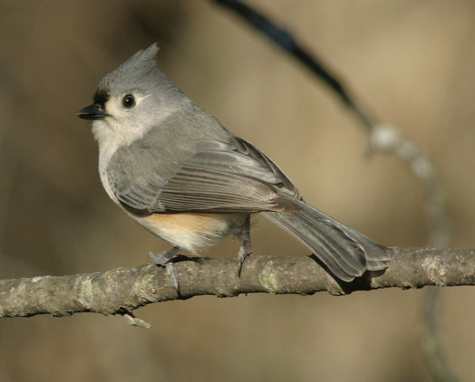 Full Size Image = 1419 K