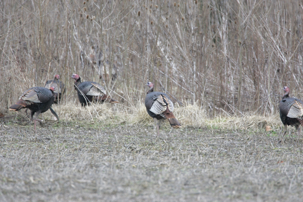 Full Size Image = 4838 K