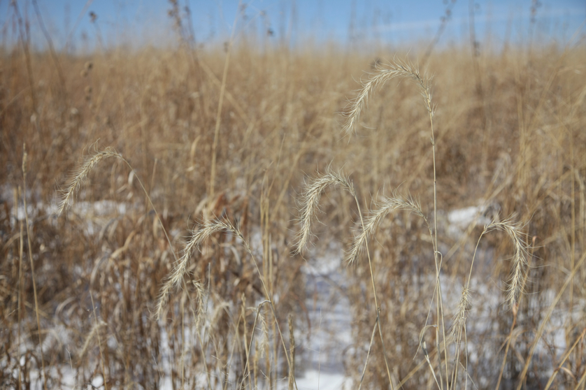 Full Size Image = 3166 K