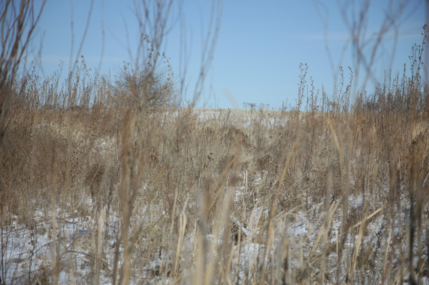 Full Size Image = 4436 K