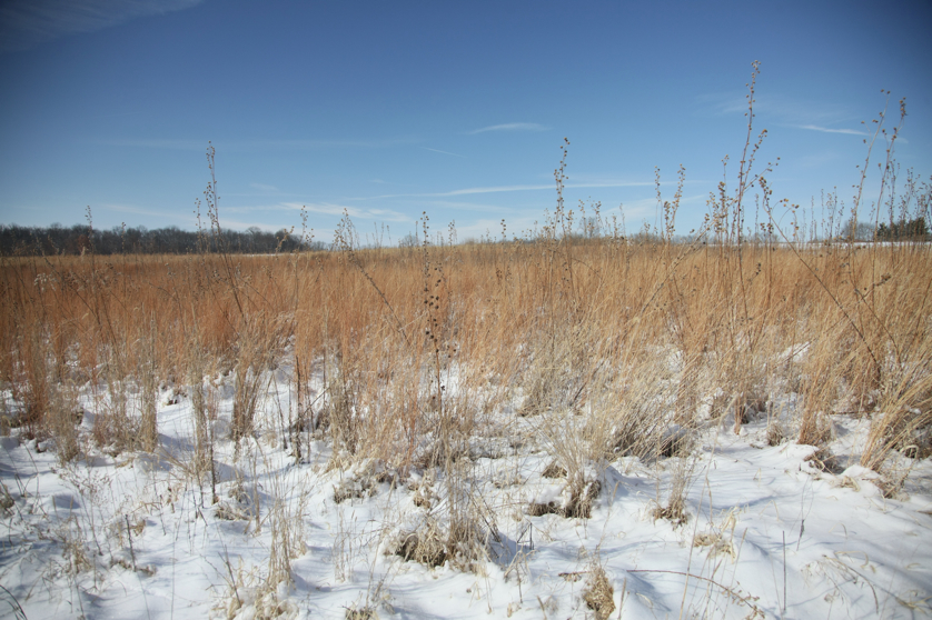 Full Size Image = 4763 K