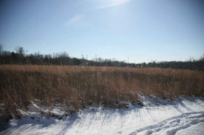 Full Size Image = 3725 K