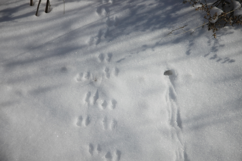 Full Size Image = 2985 K