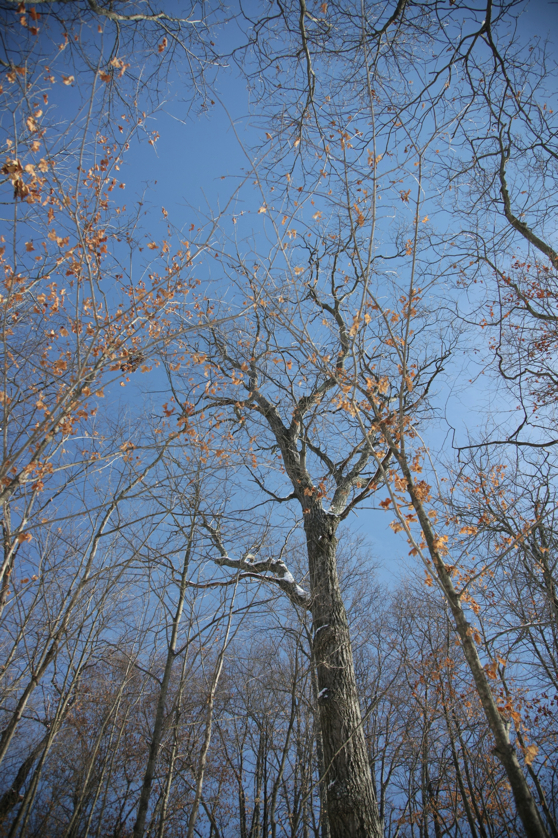 Full Size Image = 6657 K