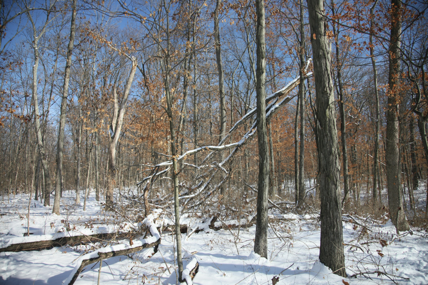 Full Size Image = 7296 K