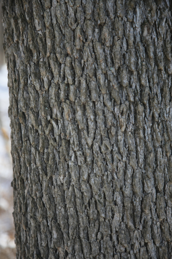 Full Size Image = 3877 K