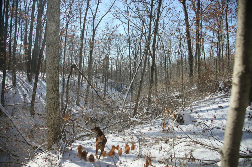 Full Size Image = 7009 K