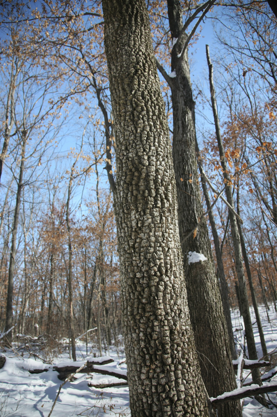 Full Size Image = 5097 K