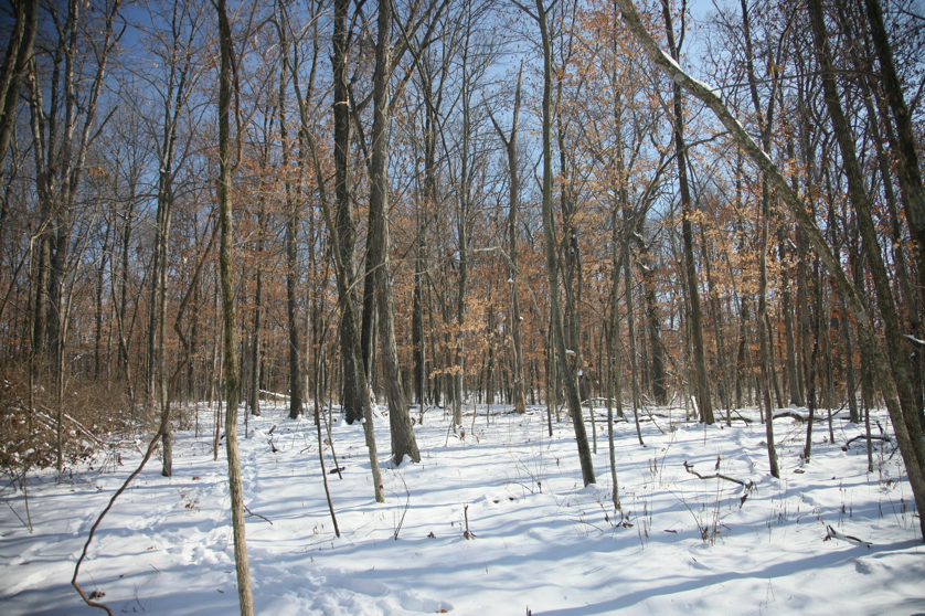 Full Size Image = 6754 K