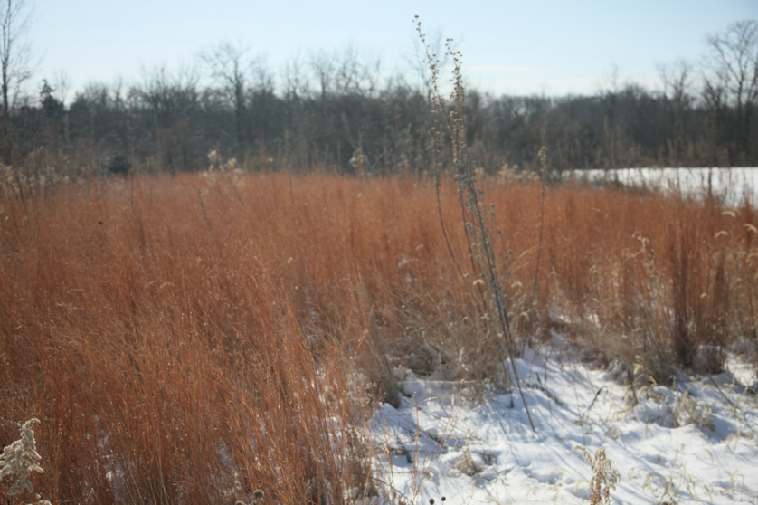 Full Size Image = 3309 K