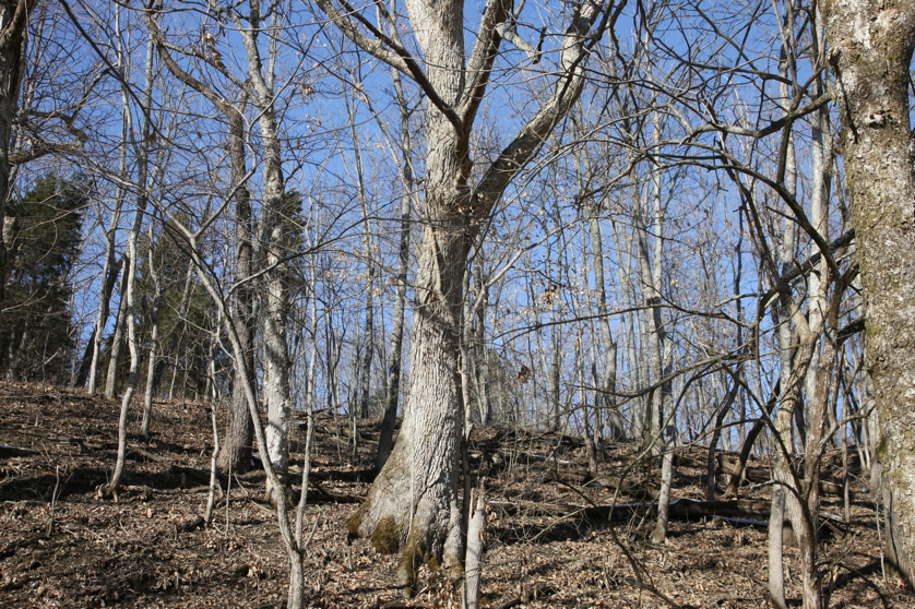 Full Size Image = 8241 K