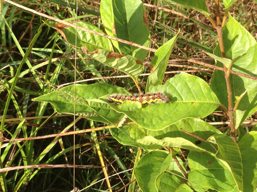 Full Size Image = 5609 K