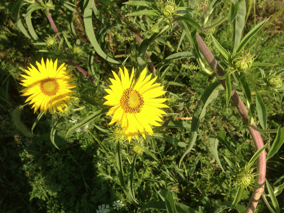 Full Size Image = 5764 K