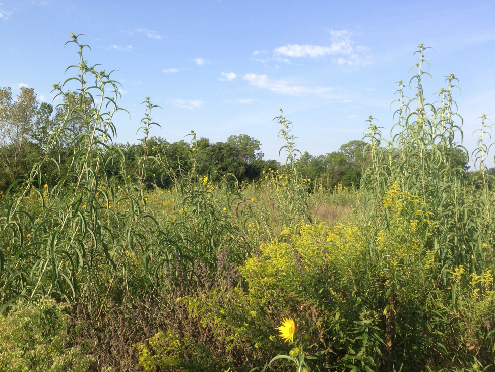 Full Size Image = 7991 K