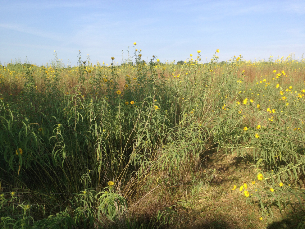 Full Size Image = 7586 K