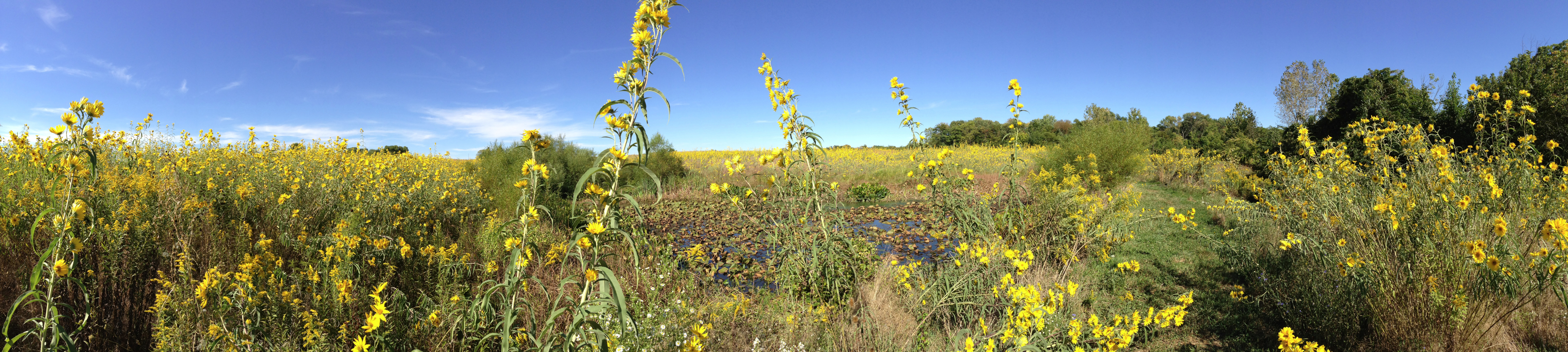 Full Size Image = 29961 K