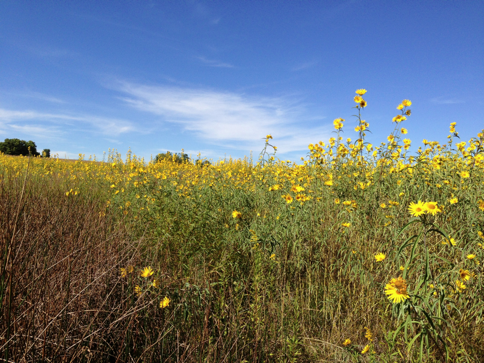 Full Size Image = 9635 K