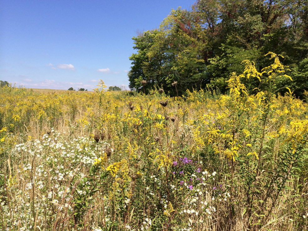 Full Size Image = 9881 K