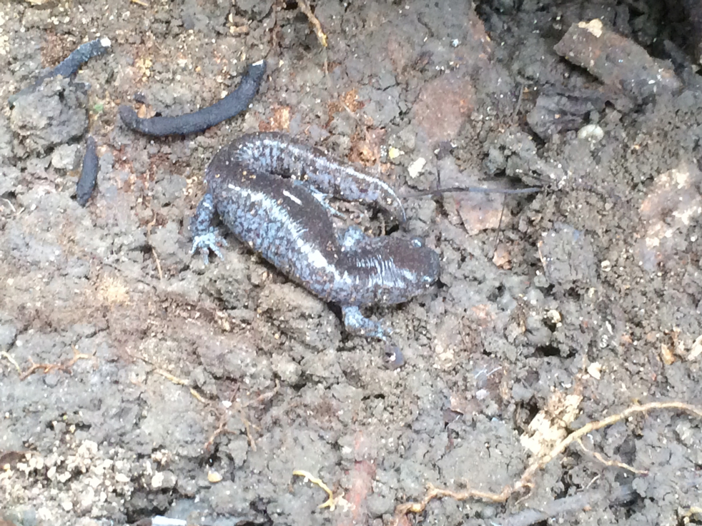 Full Size Image = 3999 K