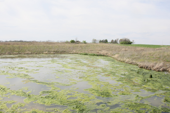 Full Size Image = 2095 K