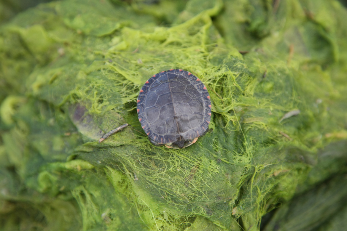 Full Size Image = 4223 K