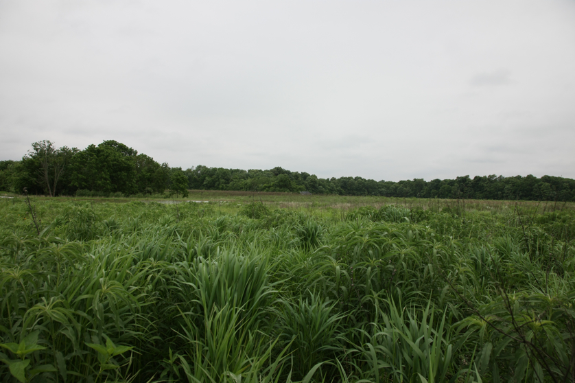 Full Size Image = 3599 K