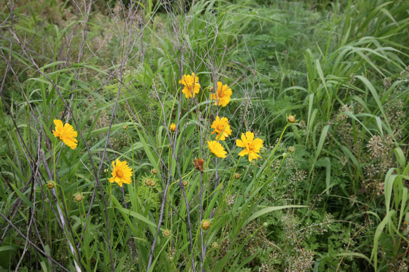 Full Size Image = 4879 K