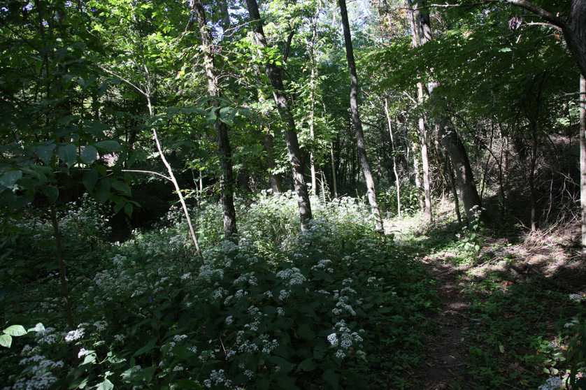 Full Size Image = 6428 K