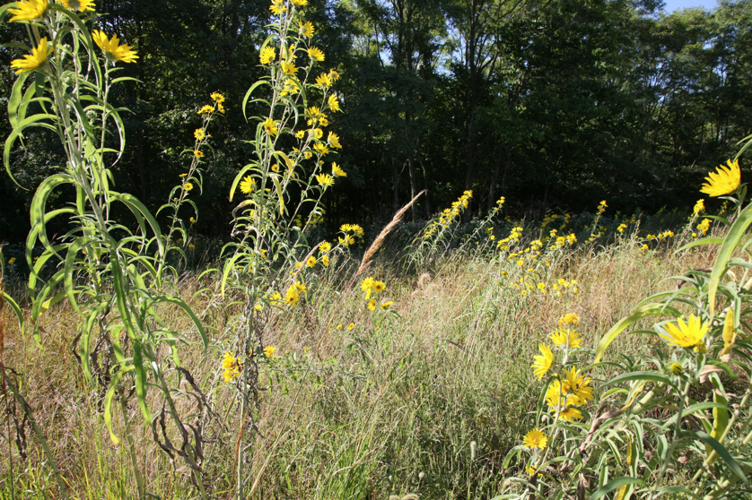 Full Size Image = 7234 K